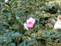 rose flowers bloom fragrantly in the garden