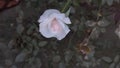 Flower, rose, garden, white rose Royalty Free Stock Photo