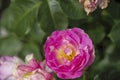 Flower of a rose in the Guldemondplantsoen in Boskoop of the type Vesalius Royalty Free Stock Photo