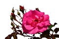 Flower of rose of hybrid Parade, Boer J. Per, 1953, with several undeveloped buds on white background