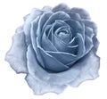 flower rose light blue on a white isolated background with clipping path. no shadows. Closeup. Royalty Free Stock Photo