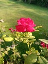 Flower rose my garden