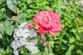 Flower Rose pinck Garden Eye Bud Blossom Blum