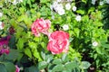 Flower Rose pinck Garden Eye Bud Blossom Blum