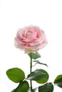 Flower a rose pink to ural