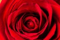 Flower, rose, red, macro, romantic, valentine, love