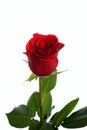 Flower a rose red to fridom