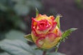 Flower of the Rose