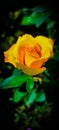 Flower Rose RoseDay Love GoodMorning Peace