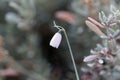 Flower of a rose snowflake Acis rosea Royalty Free Stock Photo