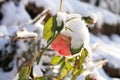 Flower rose under snow.