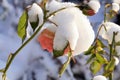 Flower rose under snow.