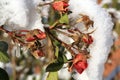 Flower rose under snow.