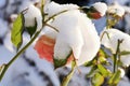 Flower rose under snow.