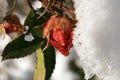 Flower rose under snow.