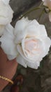 Flower, rose, white rose,nacher