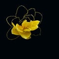 Flower, rose, yellow, white, nature, isolated, daffodil, black, plant, beauty, background, floral, bouquet, print, macro, flora, t Royalty Free Stock Photo