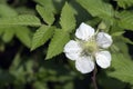 Flower of roseleaf bramble