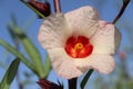 flower of roselle plant (Hibiscus sabdariffa) Royalty Free Stock Photo