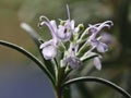 Flower rosemary Royalty Free Stock Photo