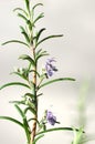 Flower rosemary Royalty Free Stock Photo