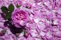 Flower roses and buds against the background of tea rose petals. Royalty Free Stock Photo