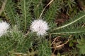 Flower of the Rosette Thistle Carduus chamaecephalus