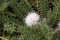 Flower of the Rosette Thistle Carduus chamaecephalus