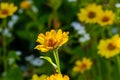 Flower of rough oxeye in flower nursery