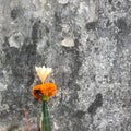 Flower and the rough wall