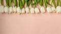 Flower row of fresh spring white tulips on a light pastel background, Copy space, horizontal orientation Royalty Free Stock Photo