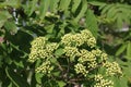 Flower rowan flour - Sorbus aria 19783