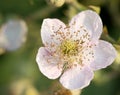 Flower of the rubus plant