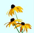 Flower rudbeckia