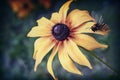 The flower of rudbeckia with bee on flower