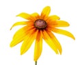 Flower of Rudbeckia hirta isolated on white