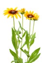 Flower of Rudbeckia hirta