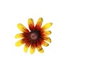 Flower rudbeckia on a white background