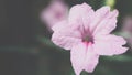 Flower (Ruellia, Dwarf Mexican Petunia Flower)