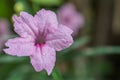 Flower (Ruellia, Dwarf Mexican Petunia Flower)