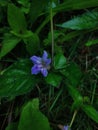Flower of Ruellia tuberosa Royalty Free Stock Photo
