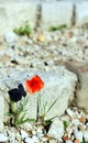 A Flower Among the Ruins Royalty Free Stock Photo