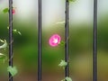 Flower runner on a rail