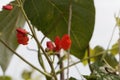 Flower of a runners bean Phaseolus coccineus Royalty Free Stock Photo