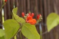 Flower of a runners bean Phaseolus coccineus Royalty Free Stock Photo