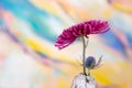 Flower in rustic white vase on colored background Royalty Free Stock Photo