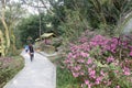 The azalea flower by road of qingyuanshan mountain, adobe rgb