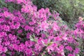 Blooming azalea flowers on qingyuanshan mountain, adobe rgb