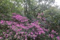 The azalea flowers on qingyuanshan mountain, adobe rgb