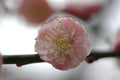 Flower`s stamen-Plum blossom